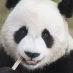 Лэ Бао